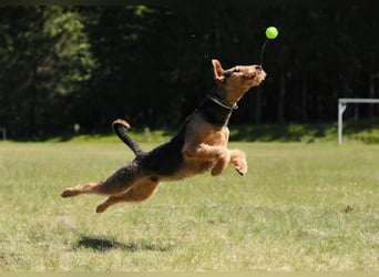 Typvolle Airedale Terrier Welpen aus Leistungszucht VDH/KfT