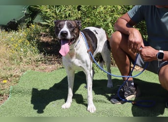 Nikita, Mix Labrador / Boxer, lieb und sozial