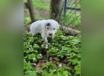Spanische Wasserhund Welpen reinrassig