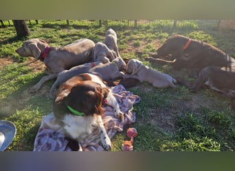 zuckersüße Weimaranerwelpen