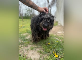 Buksi LM – Sanfte Hundedame sucht warmes Plätzchen für immer