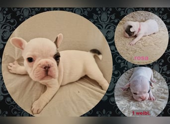 Französische Bulldoggen Welpen