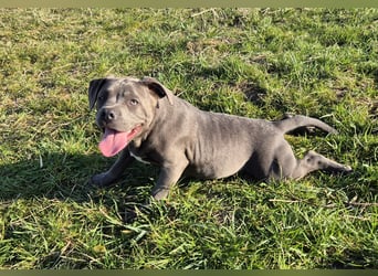 Süße Labradorweimaraner/ American Bully (Pocket)