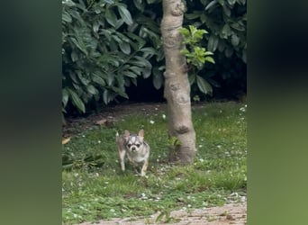 Chihuahua Welpen reinrassig Rüde