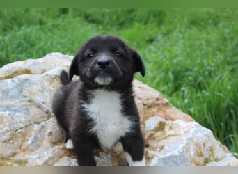 Emma – kleiner Schatz sucht ihre Menschen