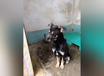 Baloo – liebevolle Anleiter zum Glücklichsein dringend gesucht!