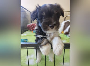 American zwergschnauzer BRUNO
