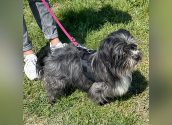 Chipnummer 248561 - Kleiner Wuschelwelpe sucht seine Familie