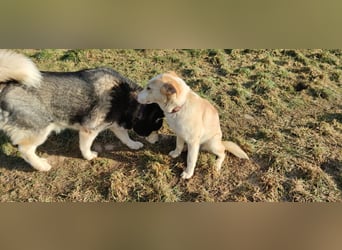 Hilde - wartet in der Eifel