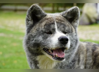 Akita Inu Welpen | A-Wurf | Japan Akita | Ahnentafel | VDH 