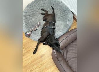 Maffy - Labrador-Mix-Hündin mit Herz sucht ihr Für-immer-Zuhause