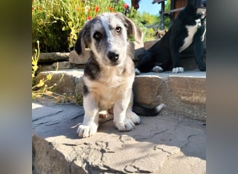 SIMON sucht ein Zuhause