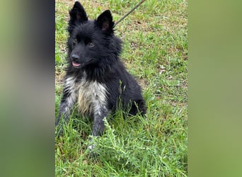 Zoya, geboren 25.09.2024, 40cm sucht ihr Zuhause