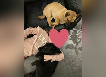 Cooper ❤️ Pflegefamilie 42109 Wuppertal
