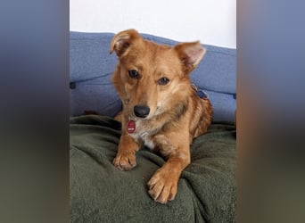 Jago sucht ein Zuhause mit Menschen die ihm Zeit geben