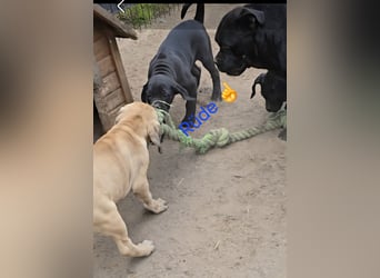 Presa Canario x Cane Corso