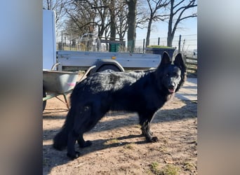Altdeutsche Schäferhund Hündin