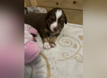 Mini Australien Shepherd Welpen suchen Traumzuhause