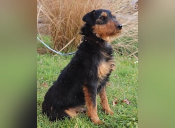 Dino ❤️ neugieriger, aktiver Terrierbub!