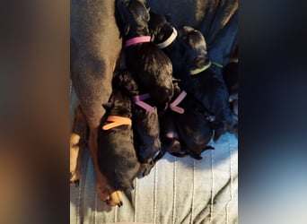 Welpen ideale Familienhunde