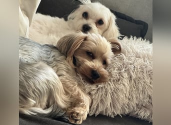 Zwei süße Hundewelpen suchen noch ein liebevolles Zuhause!