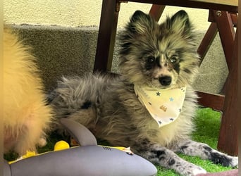 Lio – kleiner Spitz mit großem Herzen sucht ein liebevolles Zuhause