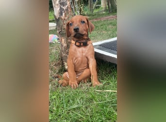 Szczeniaki  Rhodesian Ridgeback/ Pies/Suka Rhodesian Ridgeback/ welpen rhodesian