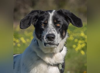 Cleo, eine sanfte und liebe junge Hündin!