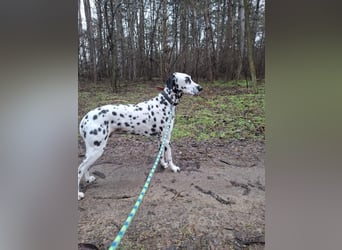 Rico, 7 Jahre sucht DICH!