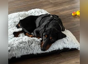 Brandlbracken Mix * BOBBY * wartet in PLZ 75428 auf Besuch