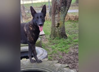 X-Herder Hündin Kira sucht ein neues Zuhause