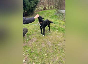 Trudie - Augenstern sucht Kuschelwolke (47839 Krefeld)