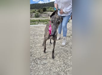 Guapina, möchte endlich ein Zuhause