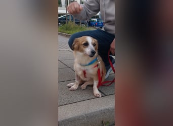Mira, zuckersüße kleine Traumhündin, sozial, katzenverträglich