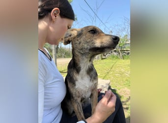 Ginny LM– Zarte Welpenhündin sucht geduldige Familie
