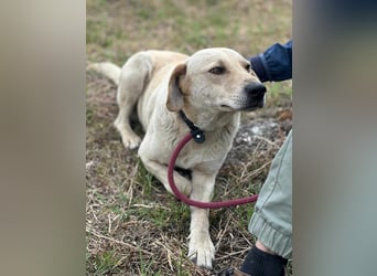 Max, geboren 08.06.2024, 55cm sucht sein Zuhause