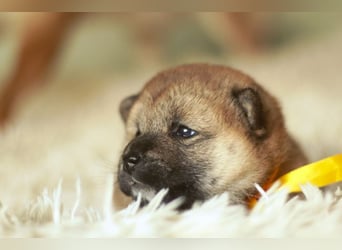 Schöne rote Shiba inu Welpen MEI, MIKA, MASARU mit FCI dokumenten
