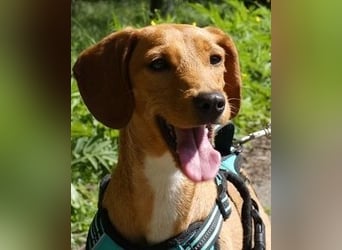 Emma - ein Schatz auf vier Pfoten