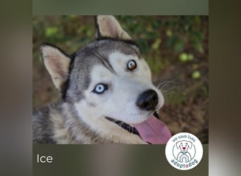 Ice: auf der Suche nach Wärme