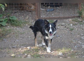 VITO - ein liebevolles Zuhause gesucht