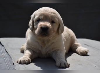 süße reinrassige Goldenretriever Welpen geboren