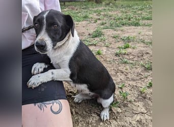 Luca, geb. 04.04.2019, 35 cm, wartet so sehr auf ein eigenes Körbchen