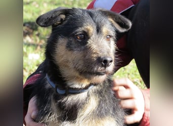 Bobek- ein Schatz zum lieb haben