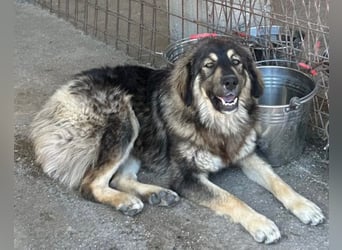 Aramis ❤️ liebevoll aufgeweckter Jungrüde
