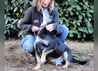 Fonzy- Unikat sucht ebensolches - und Liebe!