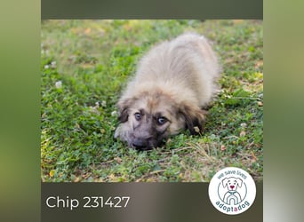 Chip 231427: Hundekind sucht ein Zuhause