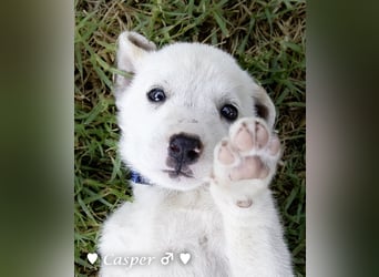 Biscuit, Casper, Pearl, Lily und Dove  suchen ihre Familie ab Oktober