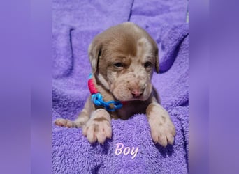 Labrador Aussiedor Welpen  in silber und silber merle aus liebevoller Zucht