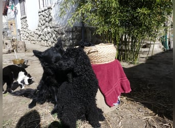 Mudidoodle ( Mudi - M. Pudel) Welpen
