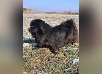 Bucka, ruhige und liebe Hündin sucht ein Zuhause